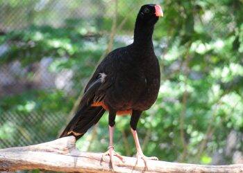 Parque das Aves é a única instituição no mundo focada em conservação de Aves da Mata Atlântica