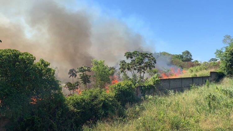Tatu é socorrido com ferimentos leves durante incêndio na Vila Adriana que atingiu 7 residências
