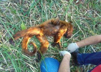 Três macacos morrem com febre amarela no sudoeste do Paraná