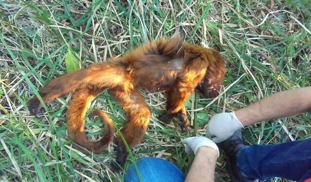 Três macacos morrem com febre amarela no sudoeste do Paraná