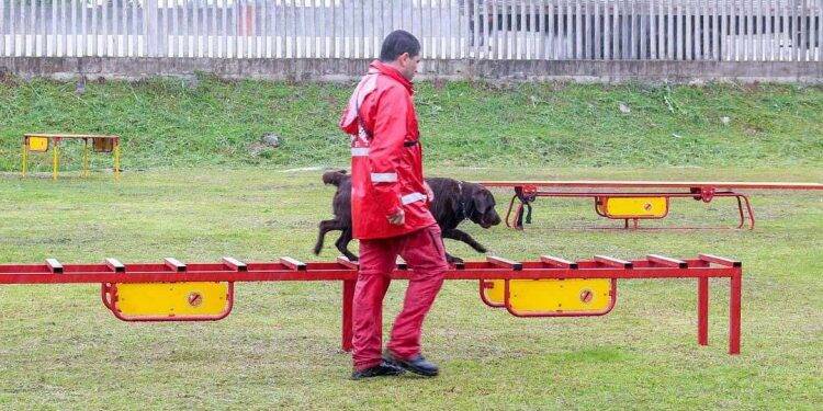 Bombeiros promovem certificação estadual de cães de busca e resgate