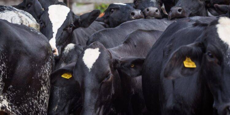 INDICADORES: Boi gordo tem nova queda nesta sexta-feira (11)