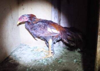 Em Medianeira, Polícia Ambiental flagra rinha de galos