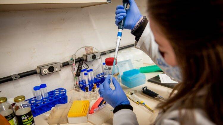 Vacina desenvolvida no Paraná induz produção maior de anticorpos que a de Oxford em fase pré-clínica