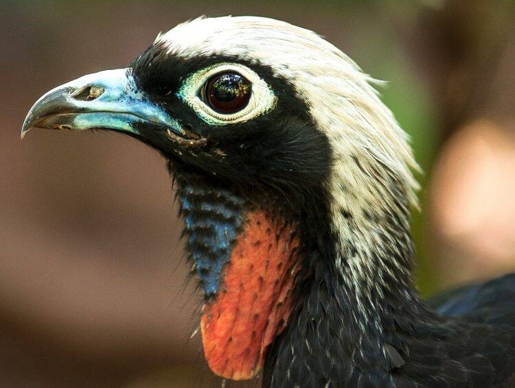 Jacutinga é um dos destaques na trilha do Parque das Aves