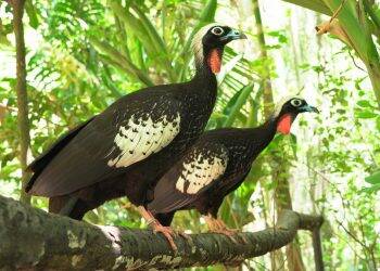Jacutinga é um dos destaques na trilha do Parque das Aves