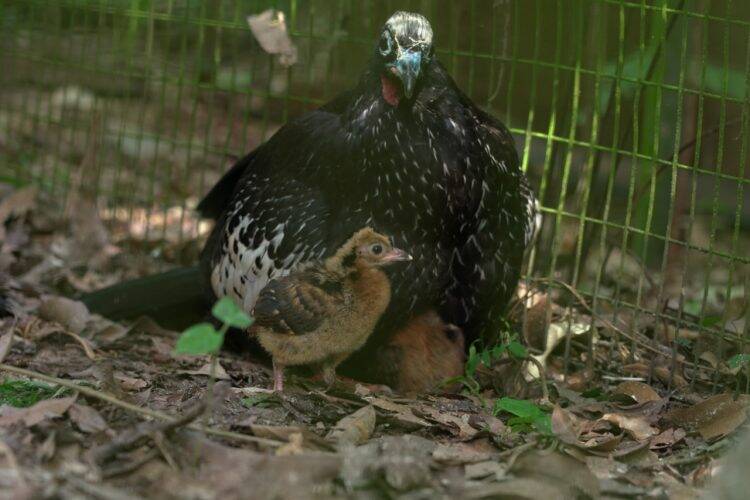 Jacutinga é um dos destaques na trilha do Parque das Aves