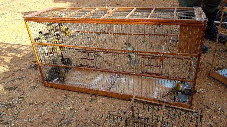 Polícia Federal desencadeia operação contra o tráfico de animais