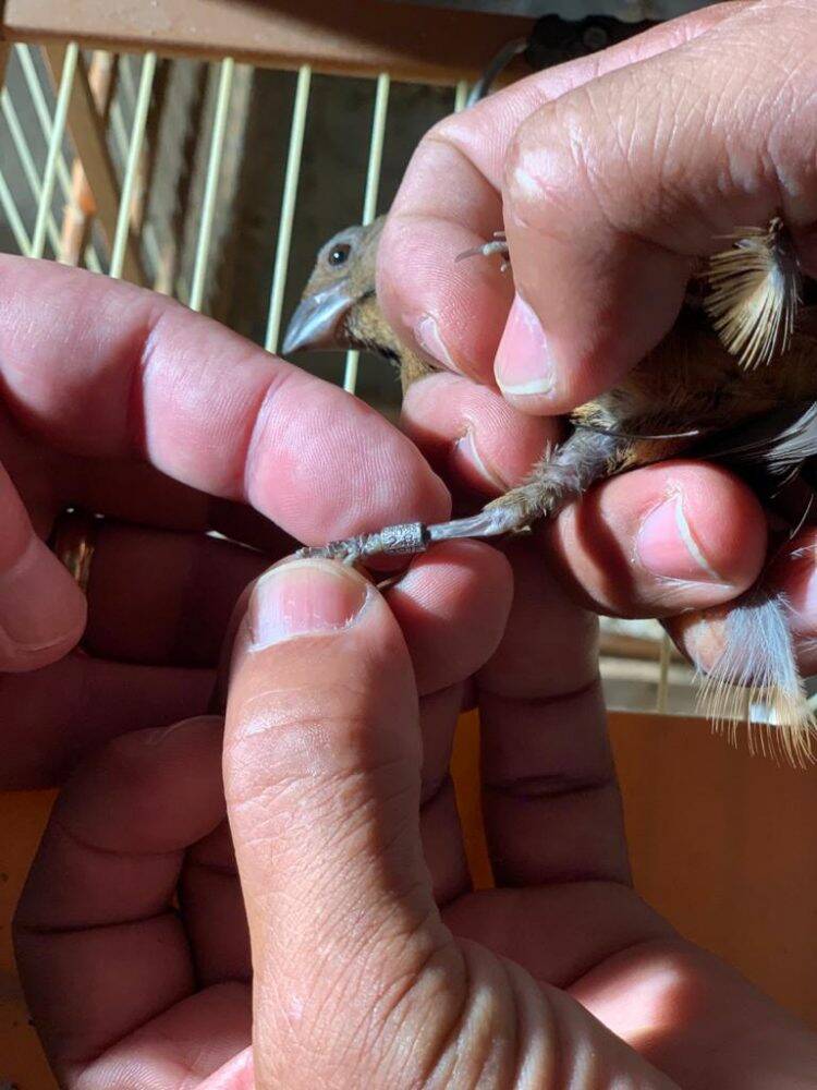 Polícia Federal desencadeia operação contra o tráfico de animais