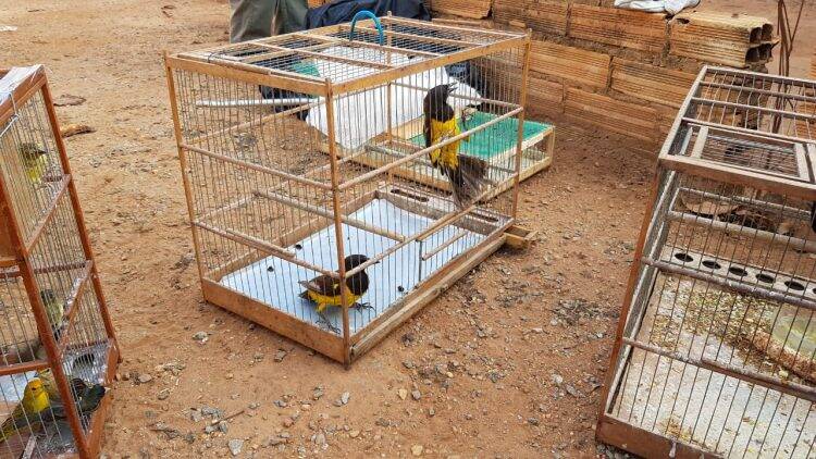 Polícia Federal desencadeia operação contra o tráfico de animais