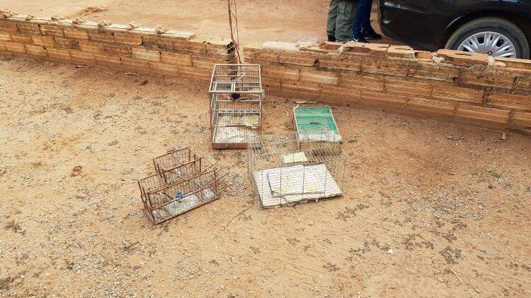 Polícia Federal desencadeia operação contra o tráfico de animais