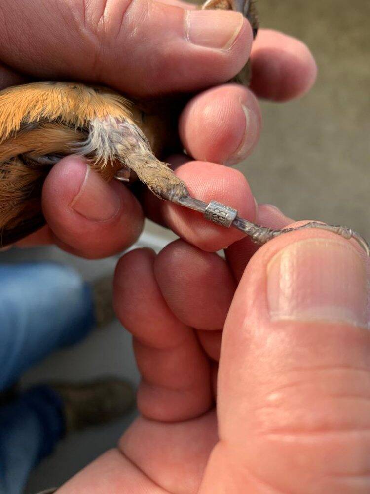 Polícia Federal desencadeia operação contra o tráfico de animais