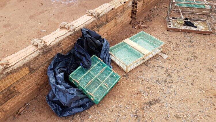 Polícia Federal desencadeia operação contra o tráfico de animais