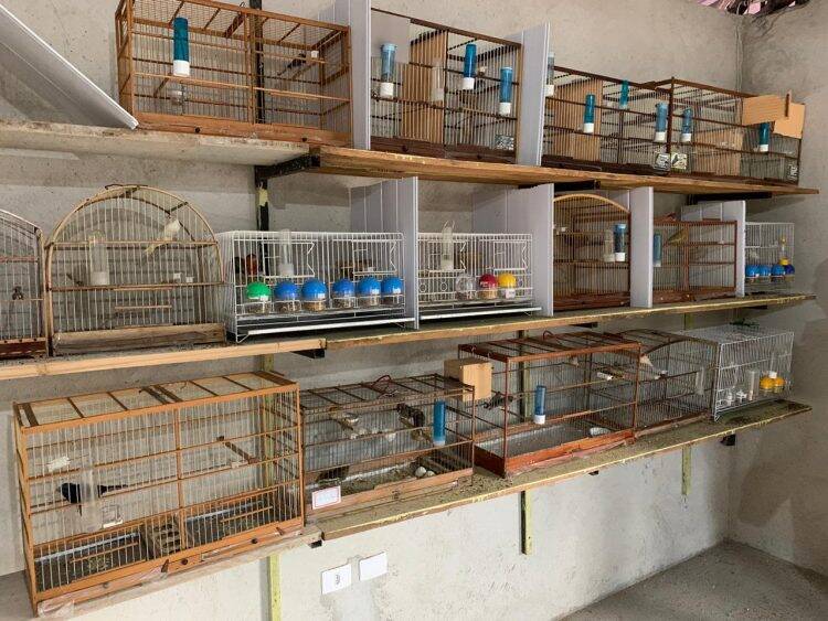 Polícia Federal desencadeia operação contra o tráfico de animais