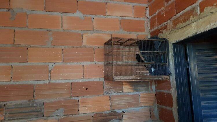 Polícia Federal desencadeia operação contra o tráfico de animais