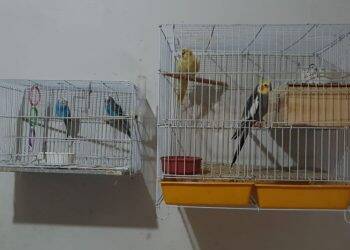 Polícia Federal desencadeia operação contra o tráfico de animais