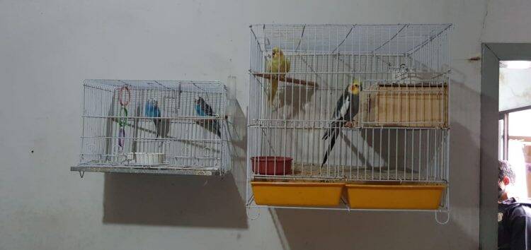 Polícia Federal desencadeia operação contra o tráfico de animais