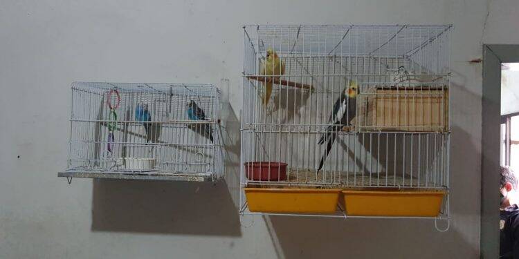 Polícia Federal desencadeia operação contra o tráfico de animais