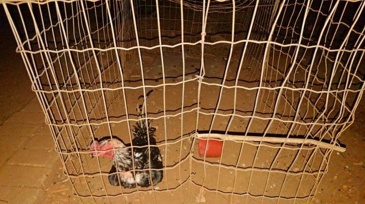 Em Medianeira, Polícia Ambiental flagra rinha de galos