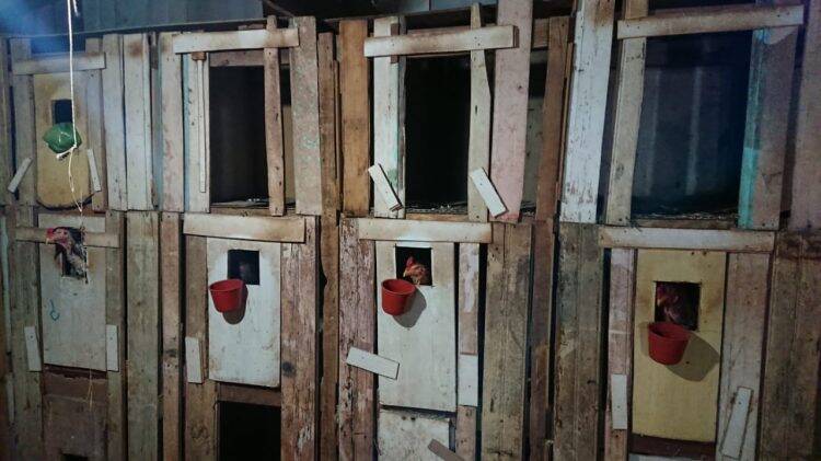 Em Medianeira, Polícia Ambiental flagra rinha de galos