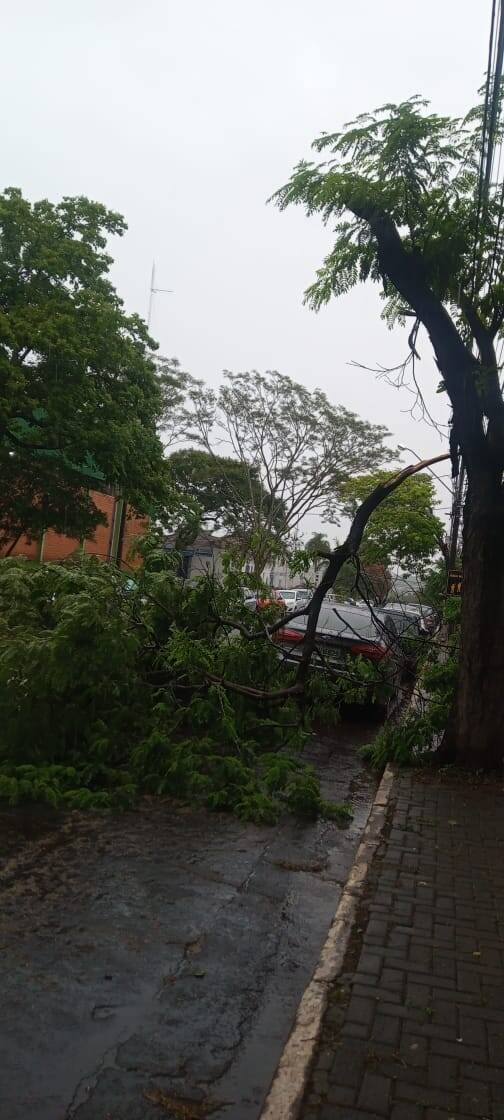 Temporal causa alagamentos, derruba árvores e descobre casas em Foz