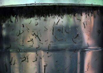 Foz tem alta histórica de infestação do mosquito da dengue e atinge 17,6%