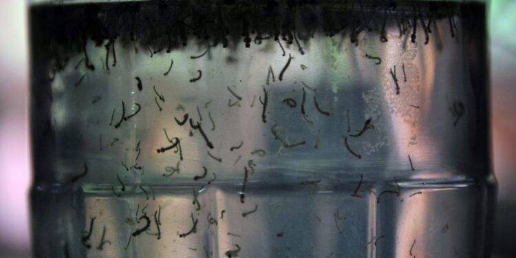 Foz tem alta histórica de infestação do mosquito da dengue e atinge 17,6%