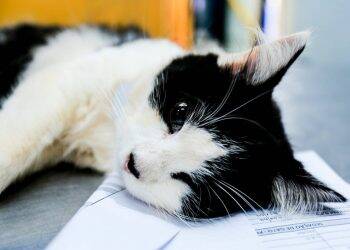 Programa castrou gratuitamente quase 11 mil cães e gatos no Paraná