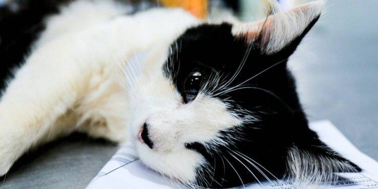 Programa castrou gratuitamente quase 11 mil cães e gatos no Paraná
