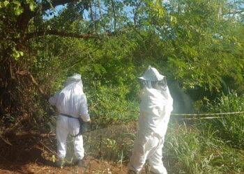 Enxame de abelhas ataca 23 pessoas que tomavam banho em rio no Paraná