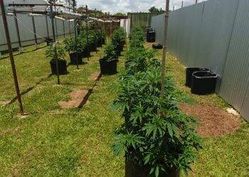 Delegado é preso por produzir maconha “em escala industrial” no DF
