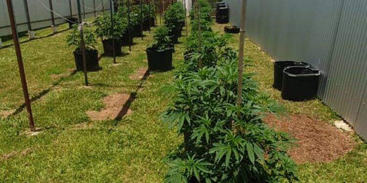 Delegado é preso por produzir maconha “em escala industrial” no DF