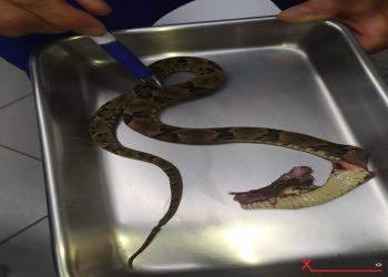 Morador de Santa Helena é atacado por cobra Jararaca