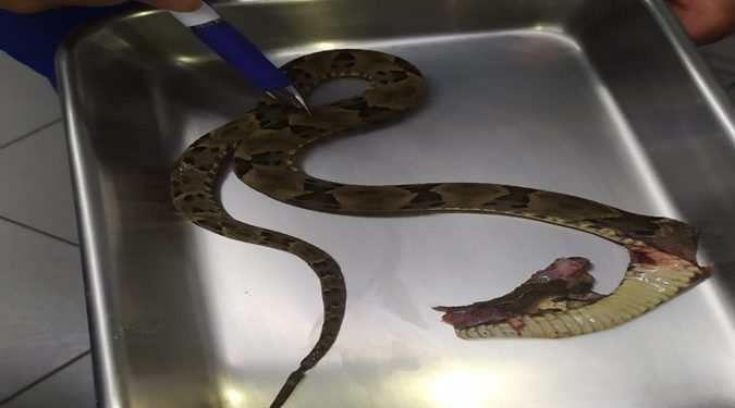 Morador de Santa Helena é atacado por cobra Jararaca