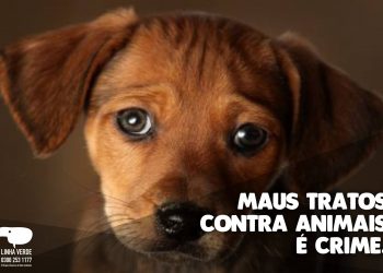 Mulheres presas após matar filhotes em Foz praticavam zoofilia, diz denúncia