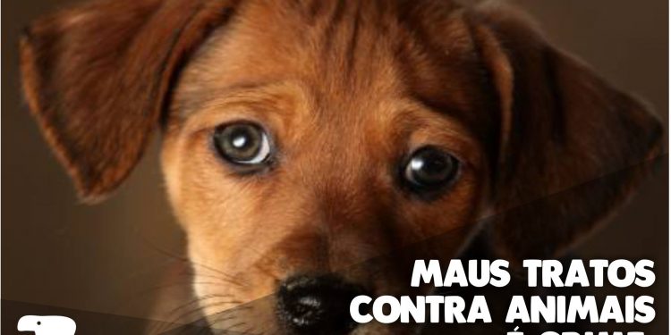 Mulheres presas após matar filhotes em Foz praticavam zoofilia, diz denúncia