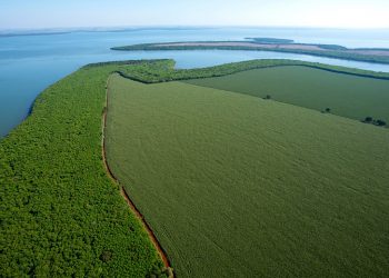 Legado verde: em dez anos, Itaipu plantou quase 775 mil mudas de árvores