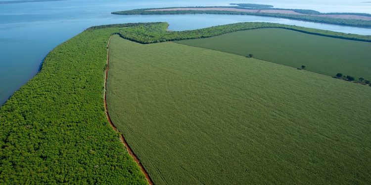 Legado verde: em dez anos, Itaipu plantou quase 775 mil mudas de árvores