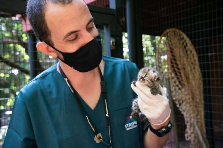 Filhote de gato-maracajá nasce na noite de Natal no Refúgio Biológico de Itaipu