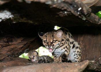Filhote de gato-maracajá nasce na noite de Natal no Refúgio Biológico de Itaipu