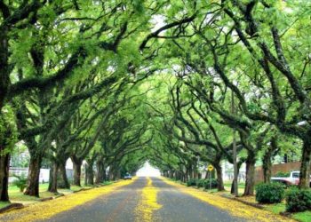 Secretário de Turismo pede cabeamento subterrâneo para Avenida Pedro Basso
