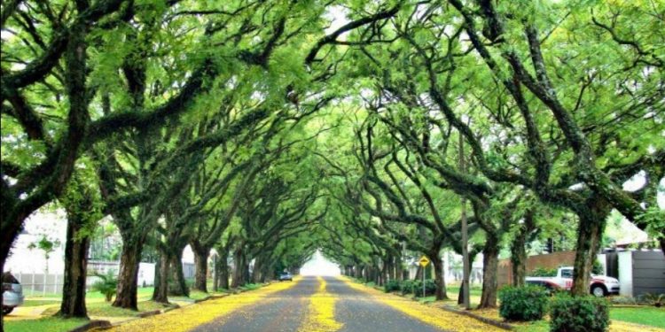 Secretário de Turismo pede cabeamento subterrâneo para Avenida Pedro Basso