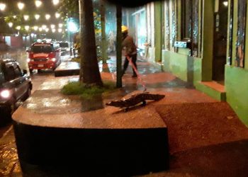 Jacarés invadem cidade paraguaia