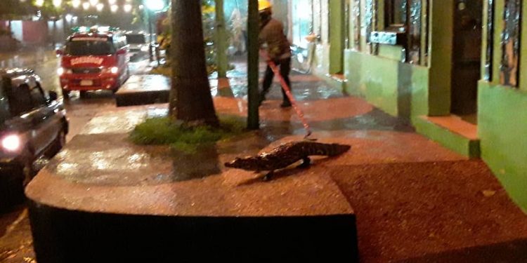 Jacarés invadem cidade paraguaia