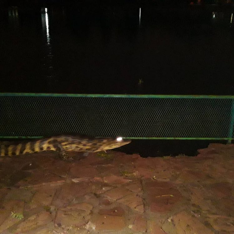 Jacarés invadem cidade paraguaia