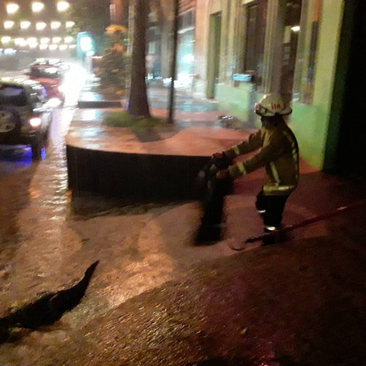 Jacarés invadem cidade paraguaia
