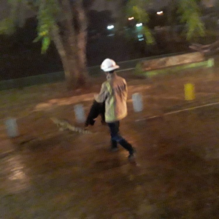 Jacarés invadem cidade paraguaia