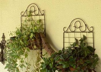 Vídeo: família encontra jiboia de 1,5M em vaso de planta no DF