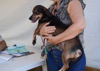 Programa estadual vai esterilizar 553 cães e gatos em Foz