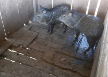 Porcos-do-mato mantidos em cativeiro ilegal são resgatados em São Miguel do Iguaçu